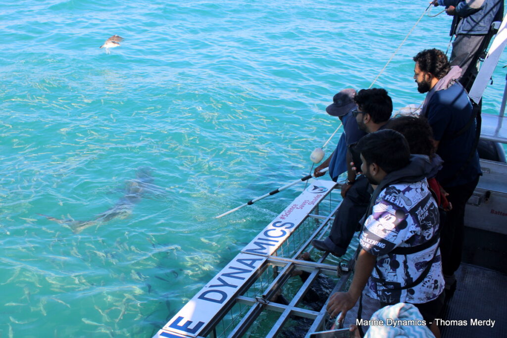 Shark cage diving, South Africa, Gansbaai
