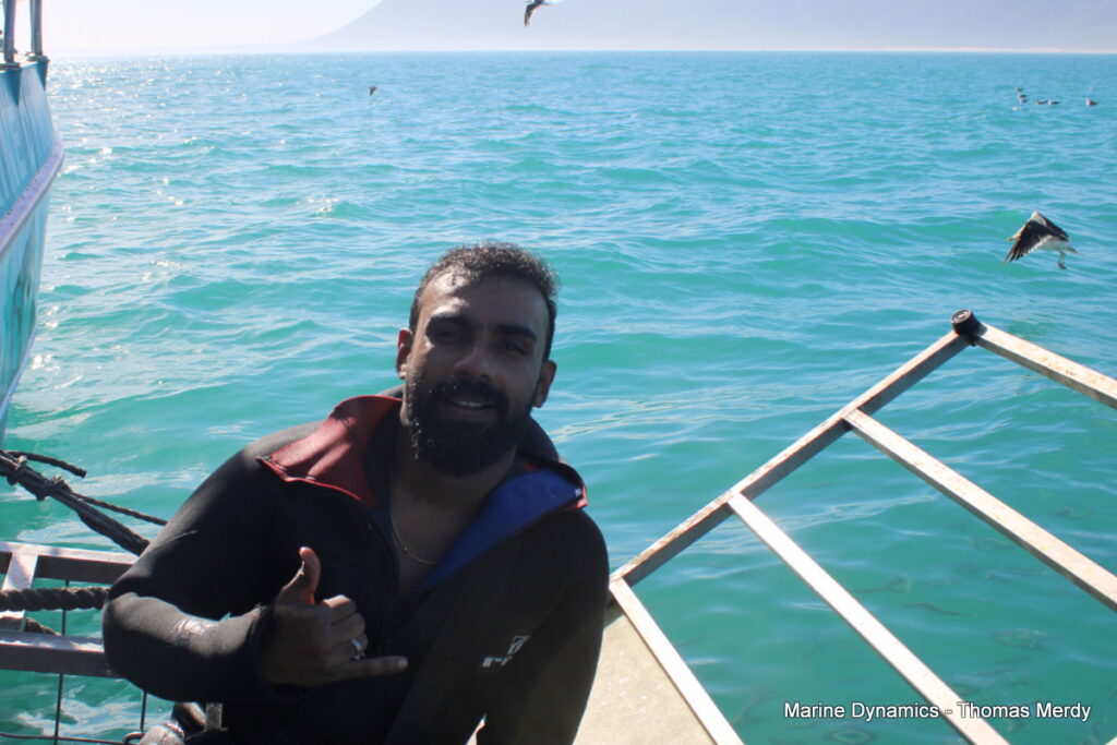 Shark cage diving, South Africa, Gansbaai