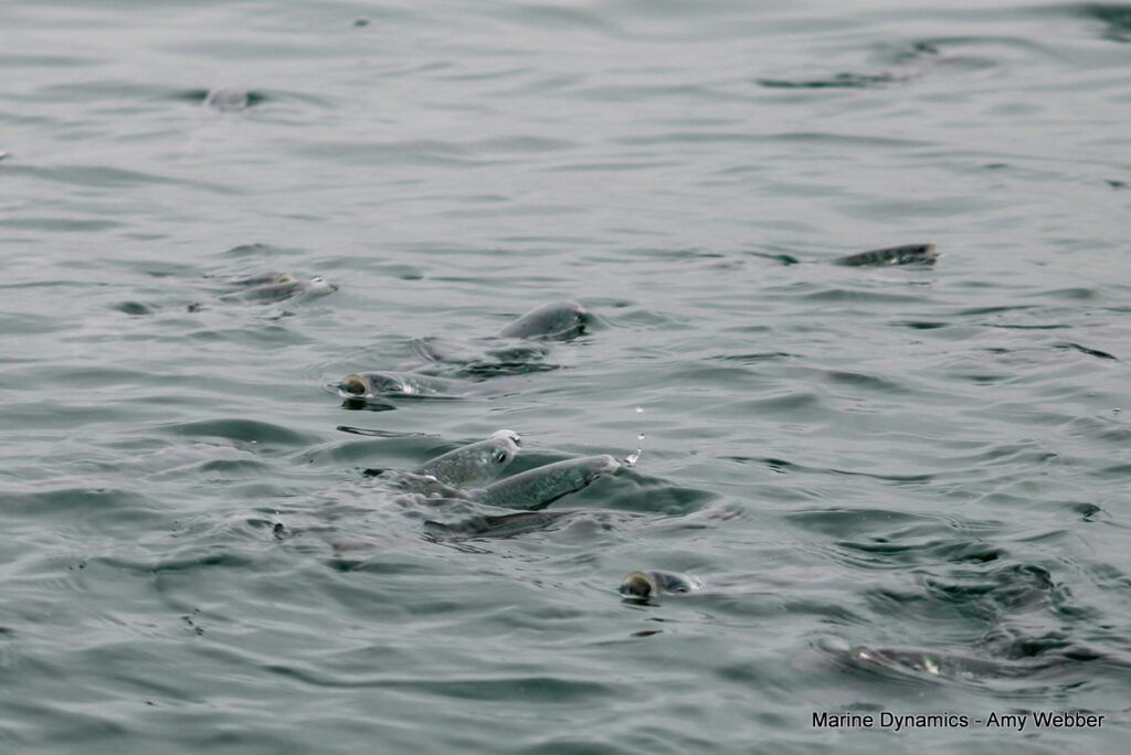 Gansbaai, South Africa, Shark cage diving