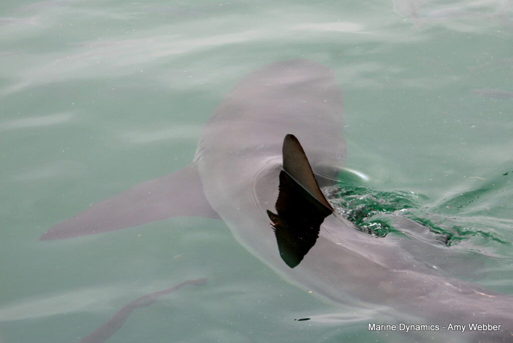 Gansbaai, South Africa, Shark cage diving