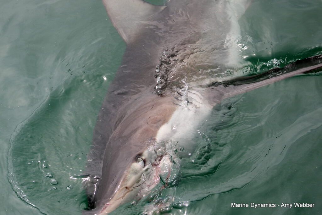 Gansbaai, South Africa, Shark cage diving