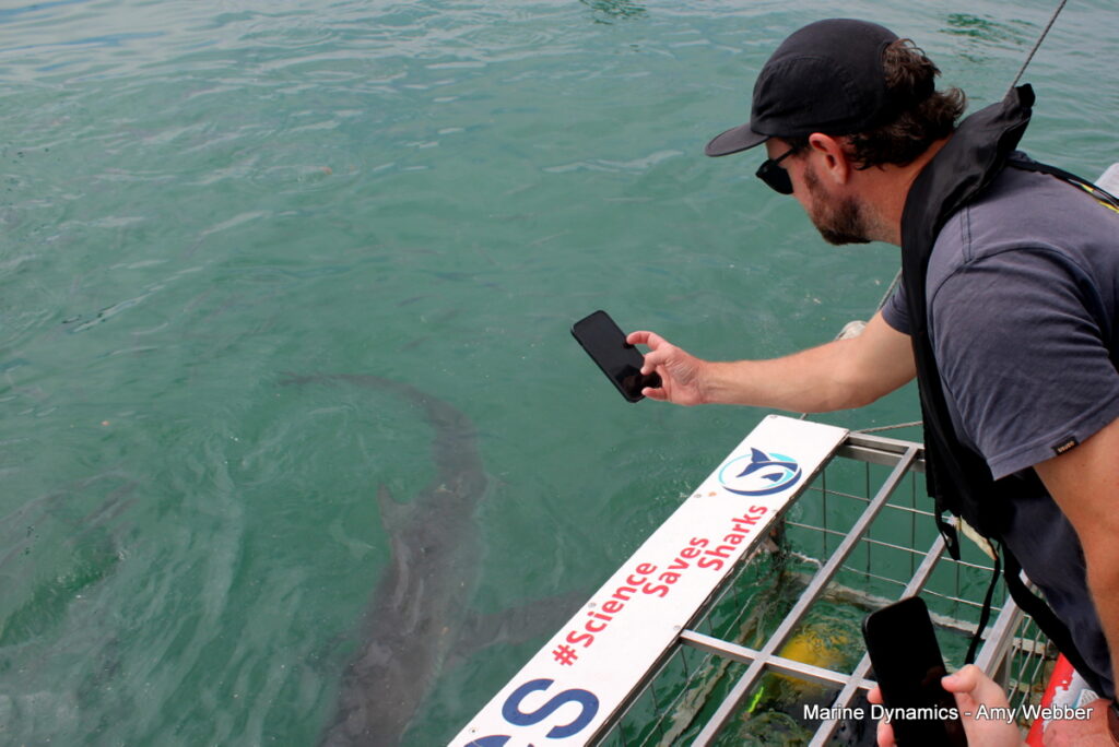 Gansbaai, South Africa, Shark cage diving