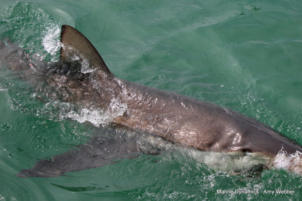 Gansbaai, South Africa, Shark cage diving