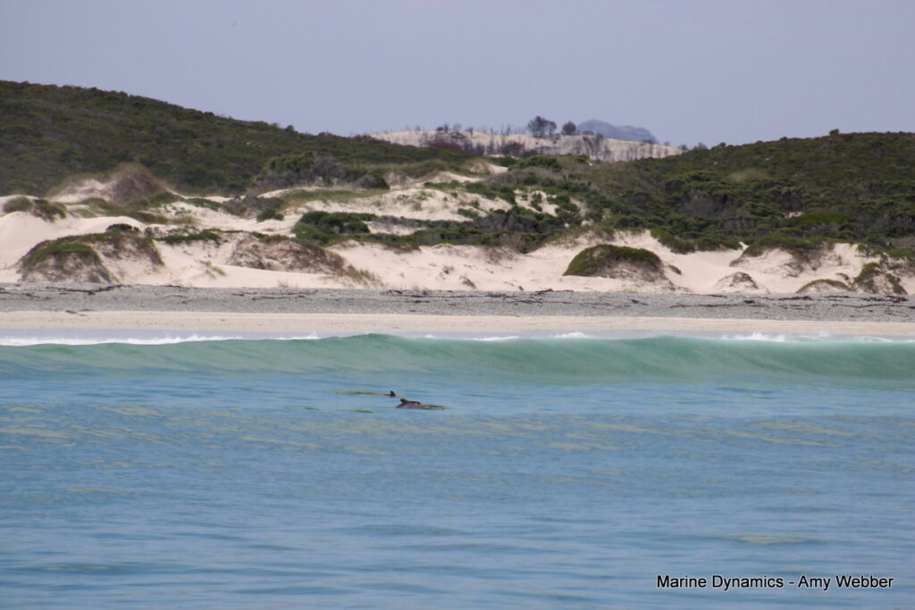 Gansbaai, South Africa, Shark cage diving