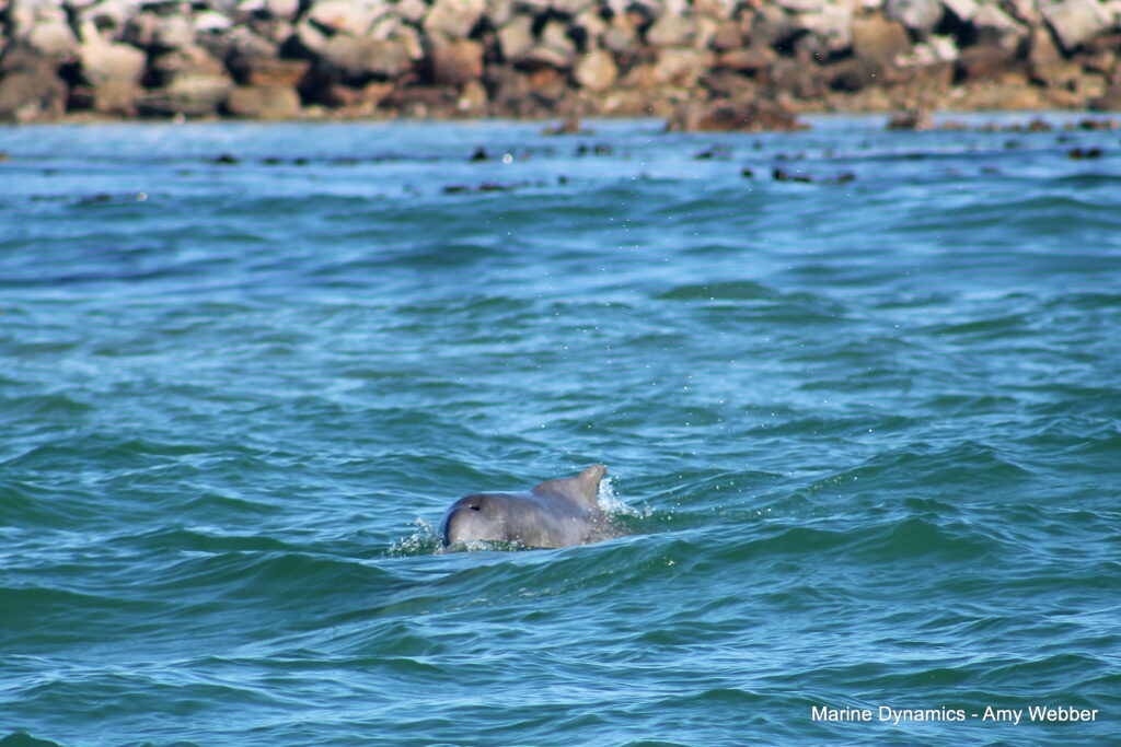 Shark cage diving, Gansbaai, South Africa