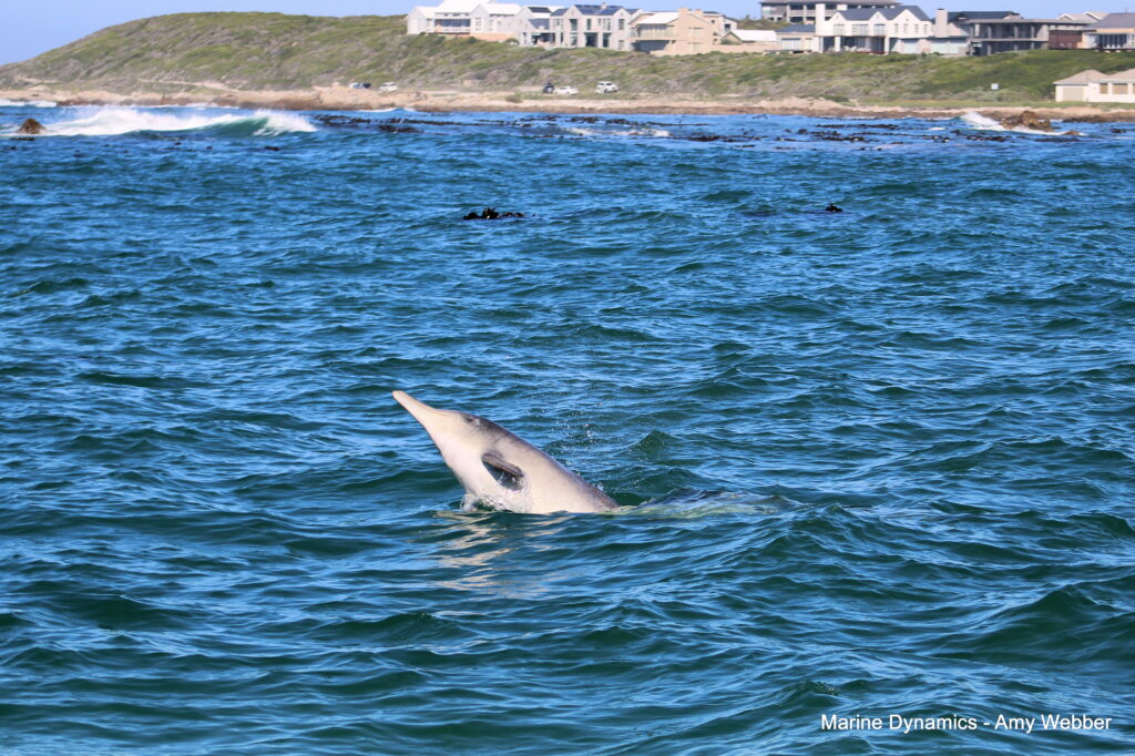 Shark cage diving, Gansbaai, South Africa