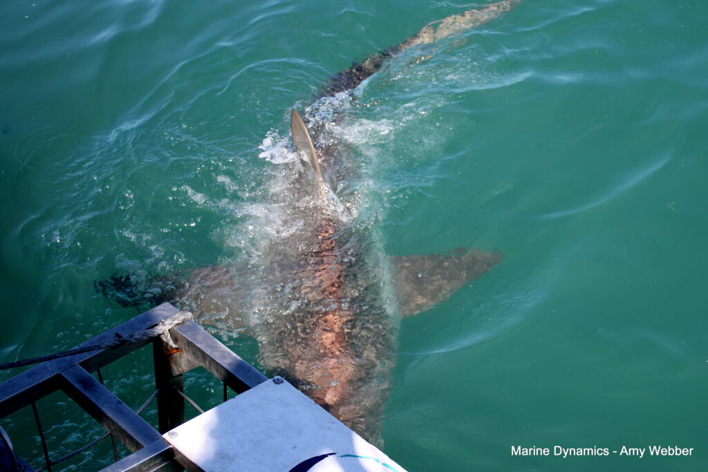 Shark cage diving, Gansbaai, South Africa