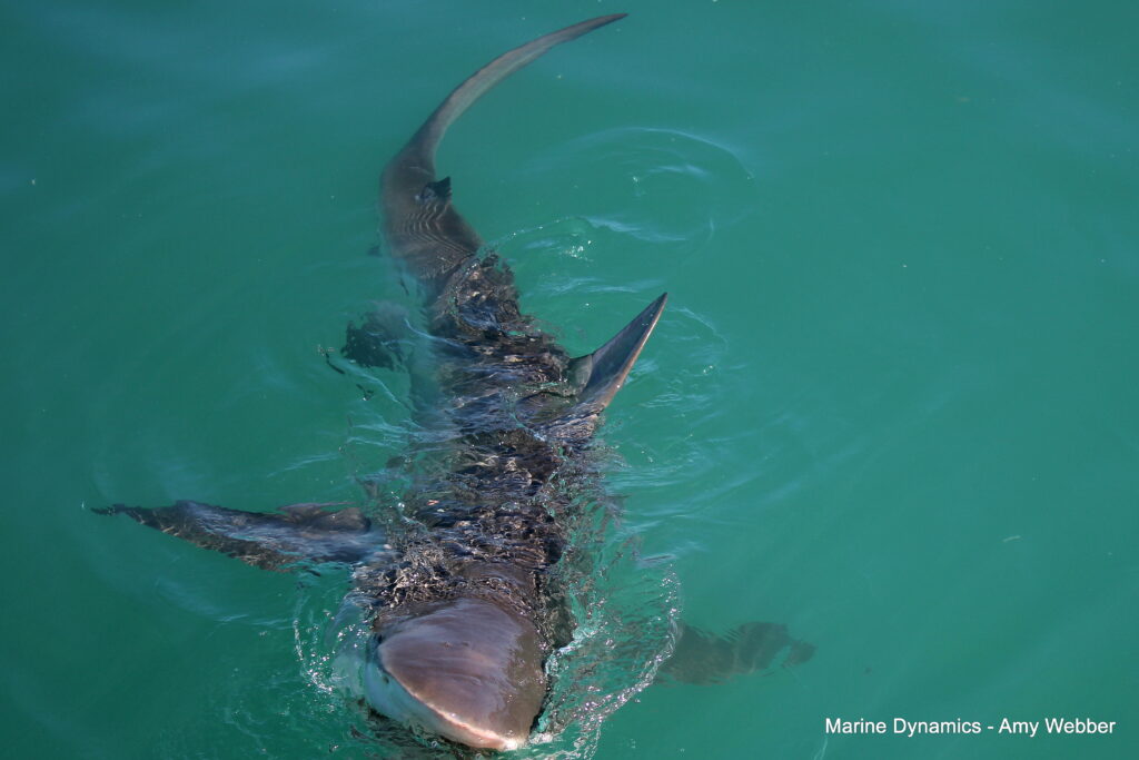 Shark cage diving, Gansbaai, South Africa