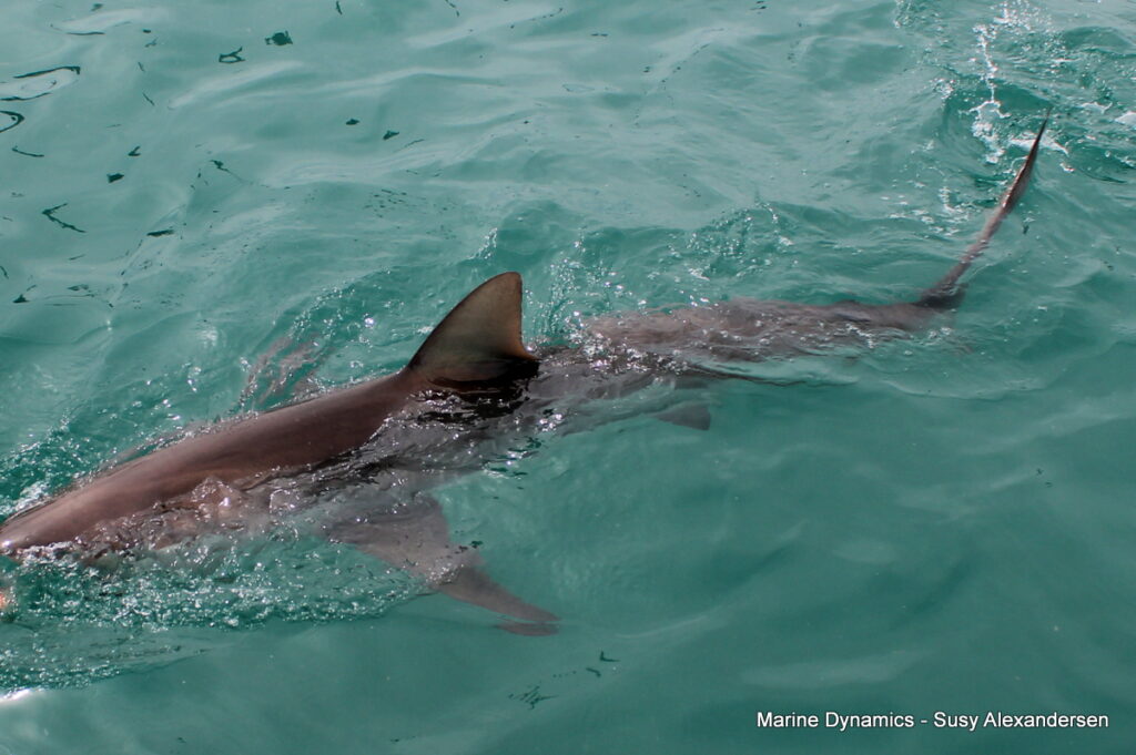 Shark cage diving, Gansbaai, South Africa