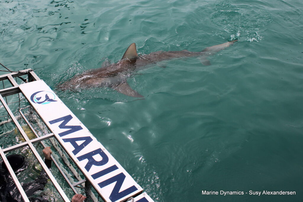 Shark cage diving, Gansbaai, South Africa