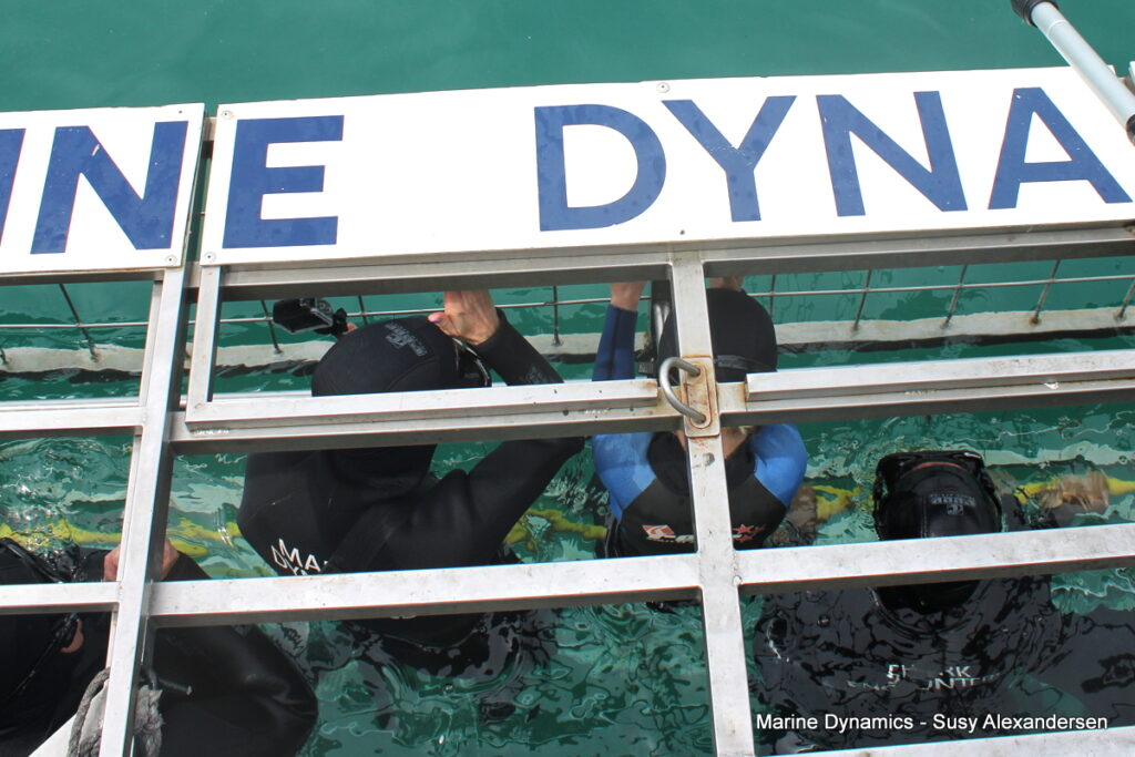 Shark cage diving, Gansbaai, South Africa