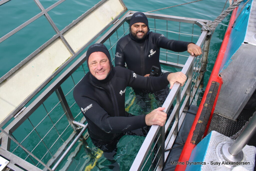 Shark cage diving, Gansbaai, South Africa