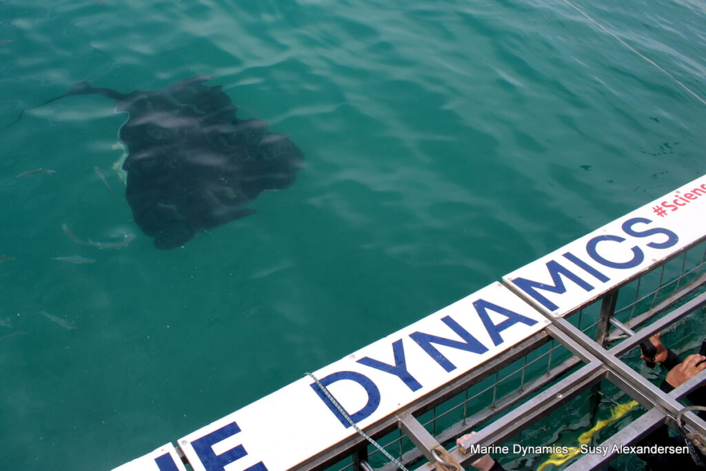Shark cage diving, Gansbaai, South Africa