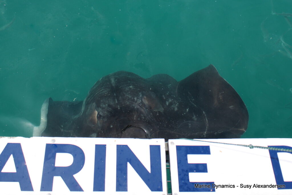 Shark cage diving, Gansbaai, South Africa