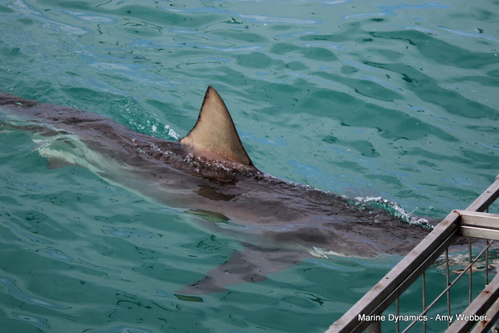 Shark cage diving, Gansbaai, South Africa