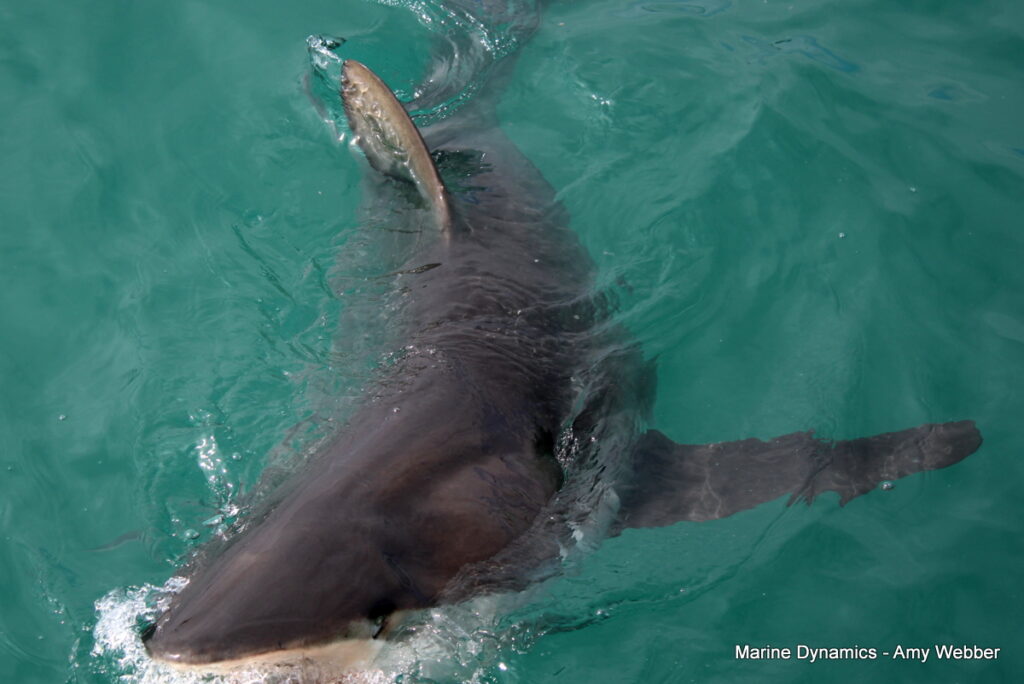 Shark cage diving, Gansbaai, South Africa