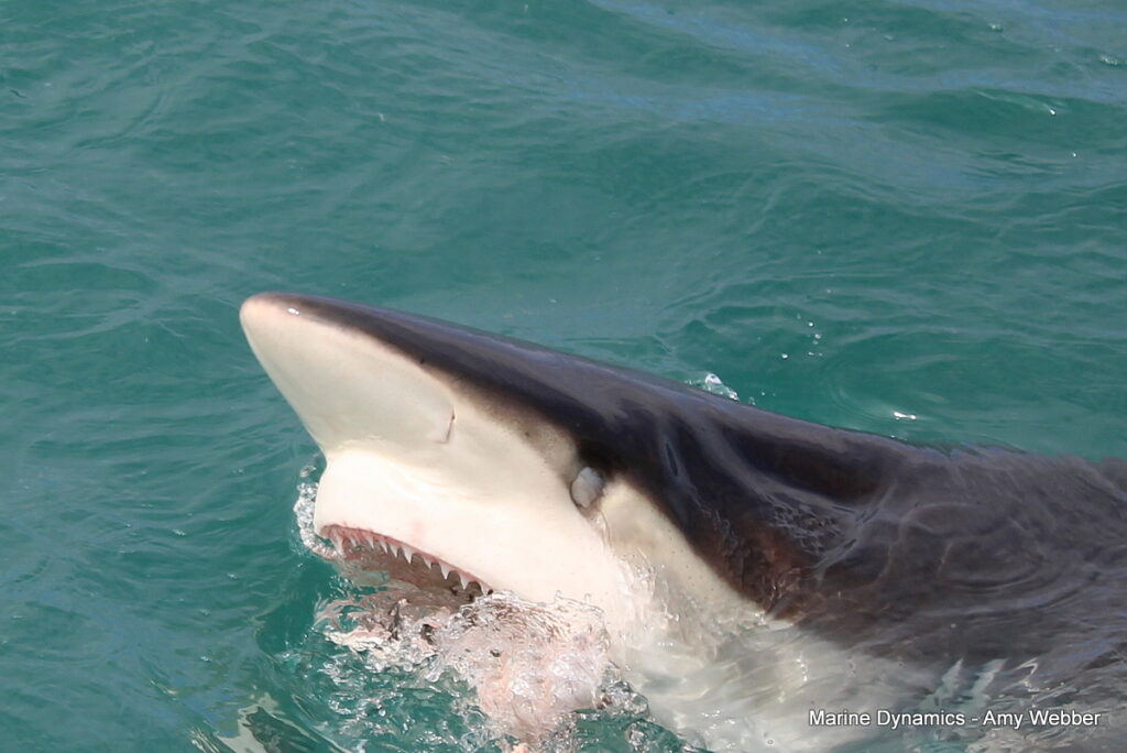 Shark cage diving, Gansbaai, South Africa
