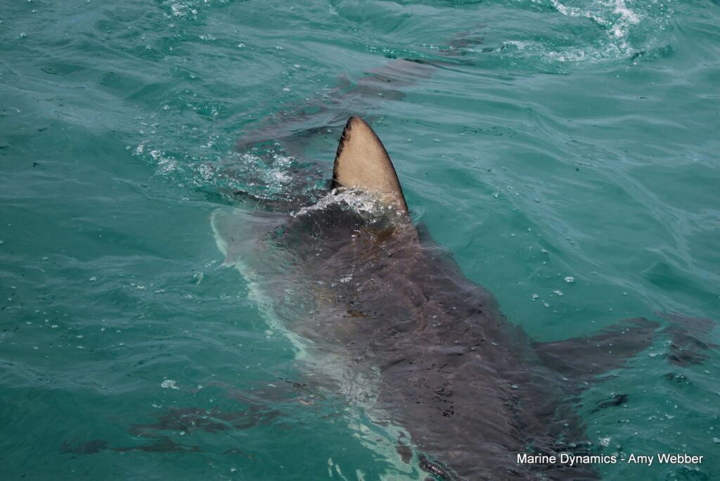 Shark cage diving, Gansbaai, South Africa
