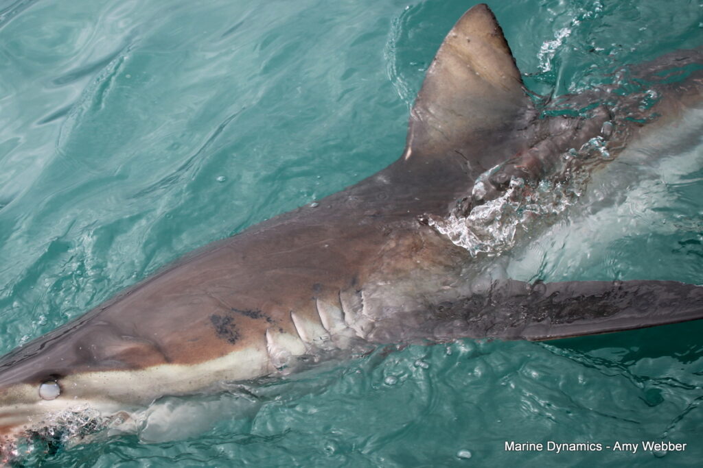 Shark cage diving, Gansbaai, South Africa