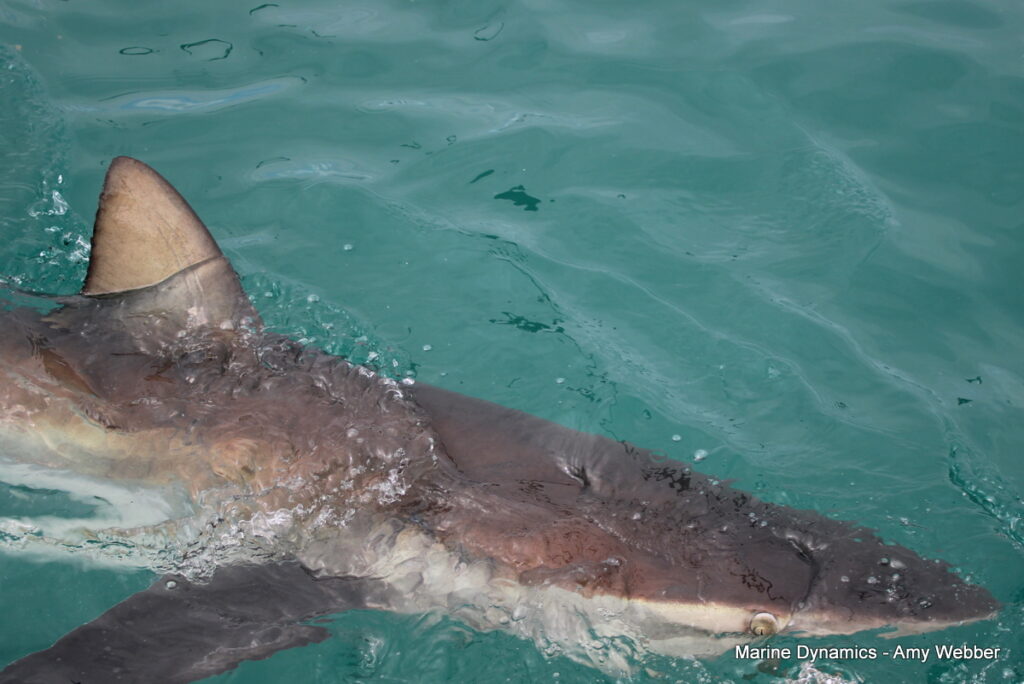 Shark cage diving, Gansbaai, South Africa