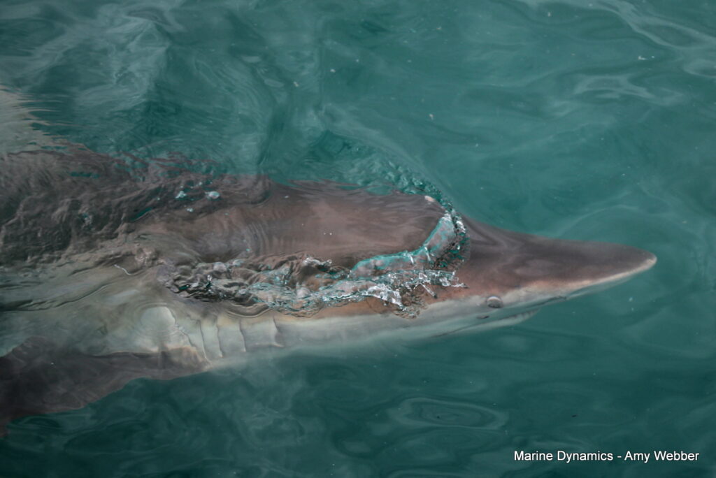 Shark cage diving, Gansbaai, South Africa