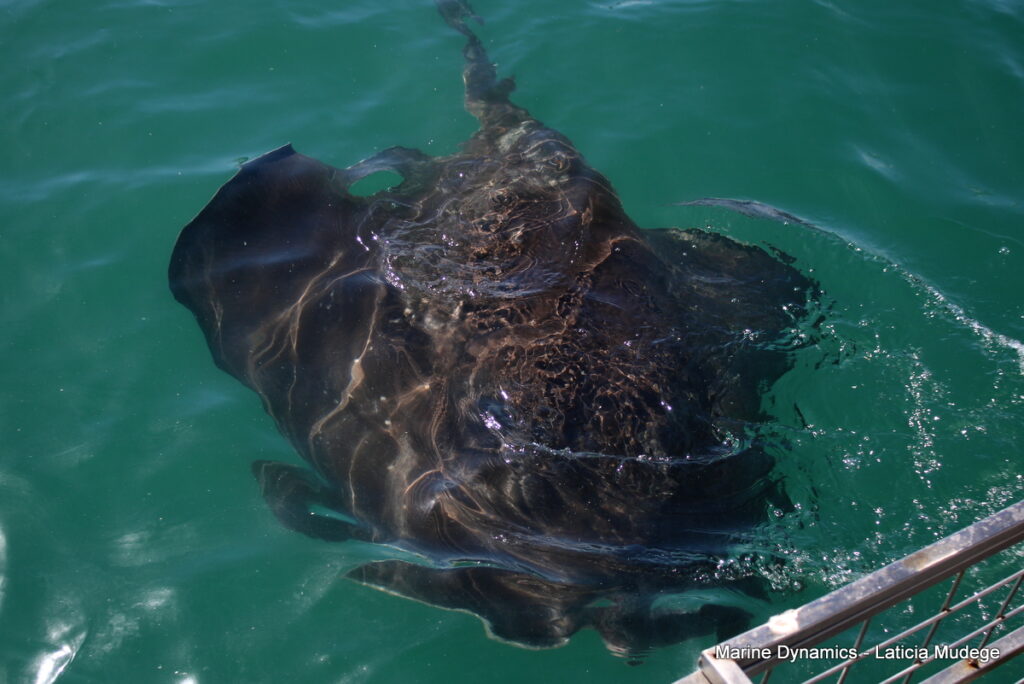 Shark cage diving, Gansbaai, South Africa