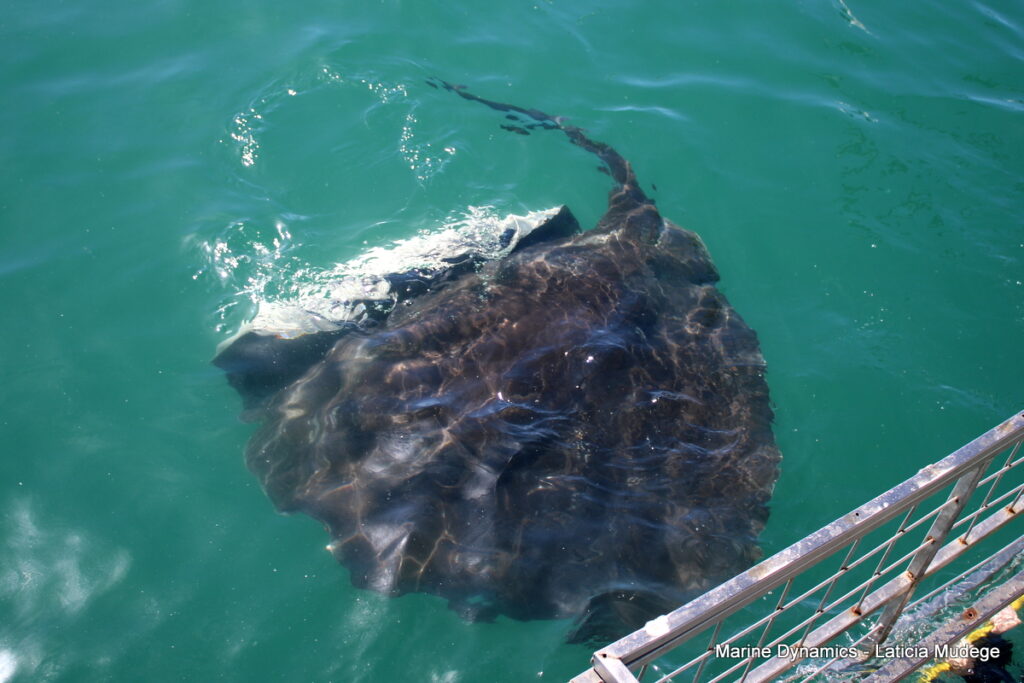 Shark cage diving, Gansbaai, South Africa