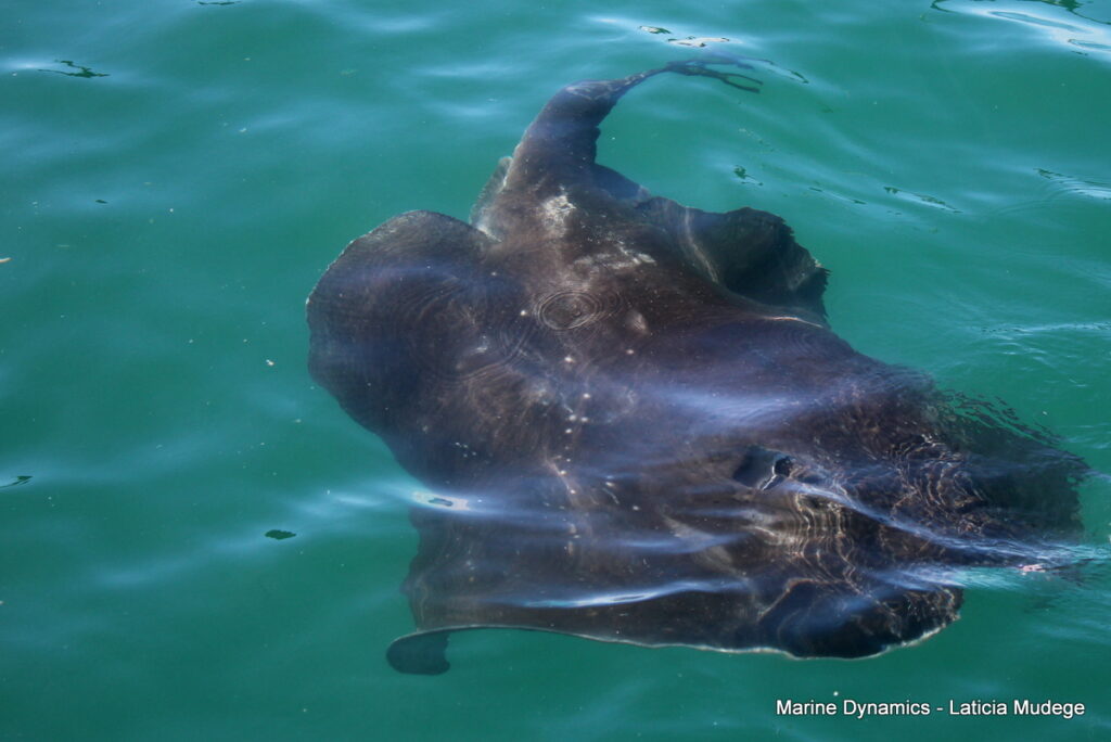 Shark cage diving, Gansbaai, South Africa