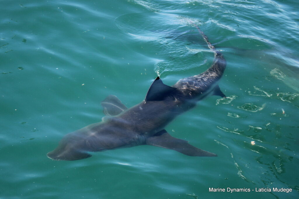Shark cage diving, Gansbaai, South Africa