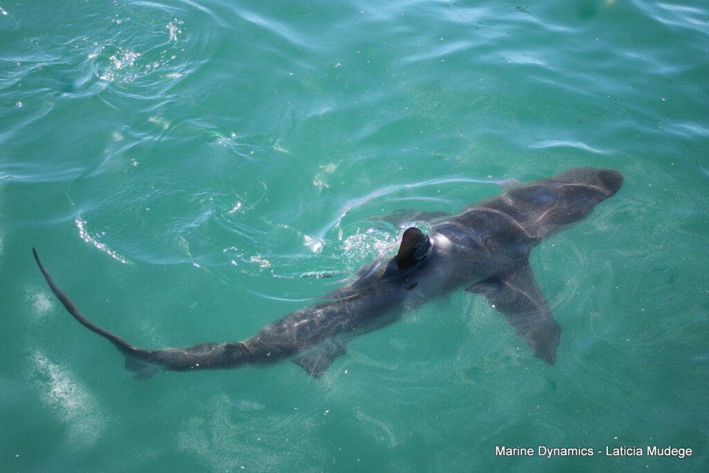 Shark cage diving, Gansbaai, South Africa