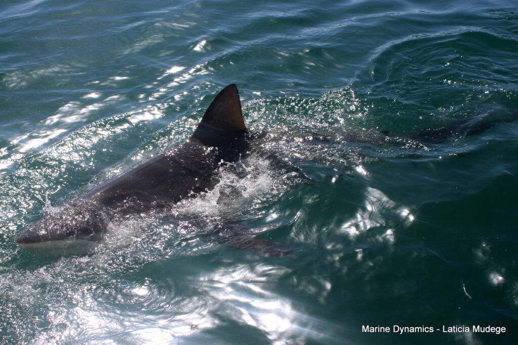 Shark cage diving, Gansbaai, South Africa