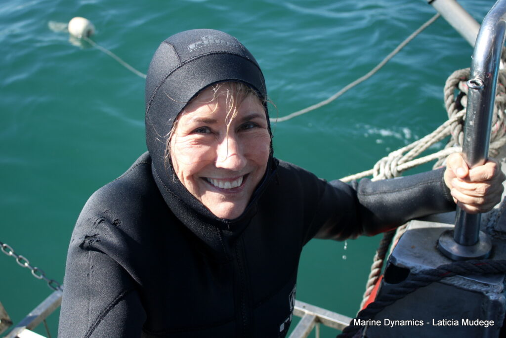 Shark cage diving, Gansbaai, South Africa