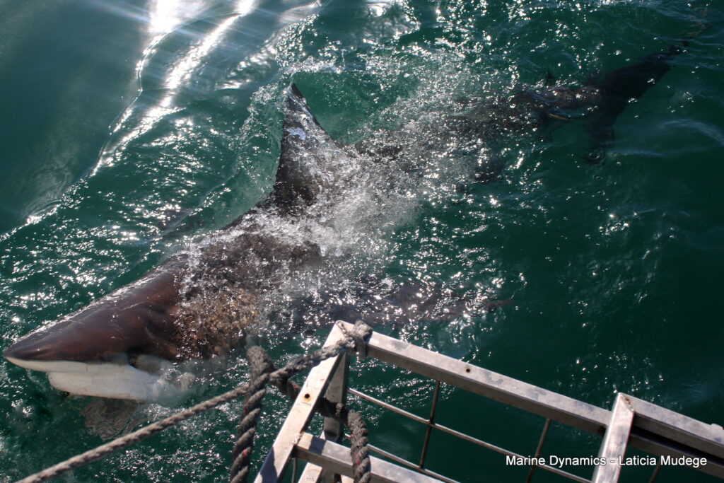 Shark cage diving, Gansbaai, South Africa