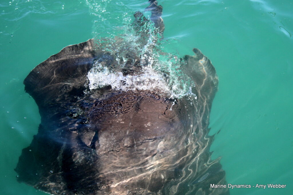 Shark cage diving, Gansbaai, South Africa