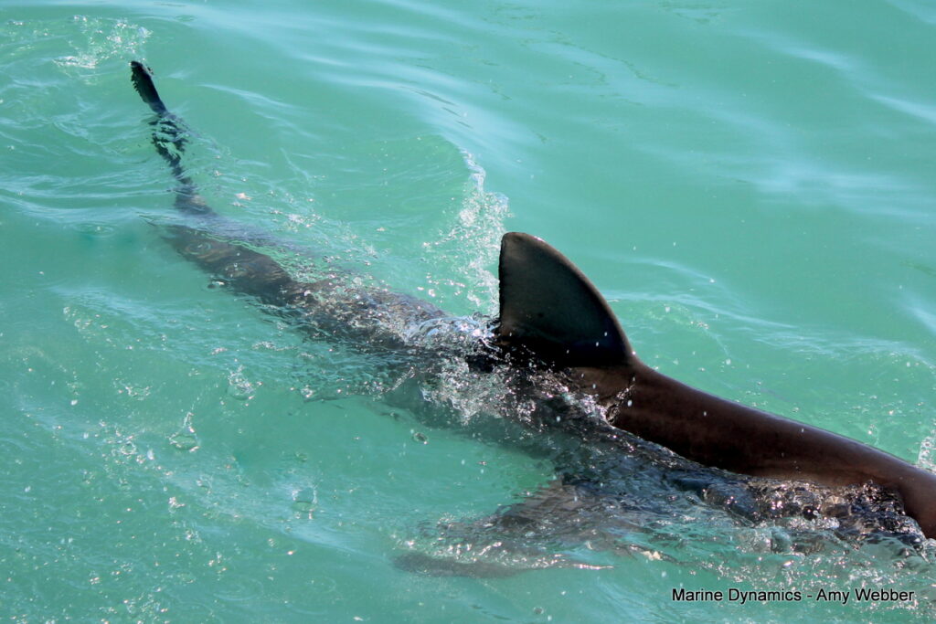 Shark cage diving, Gansbaai, South Africa