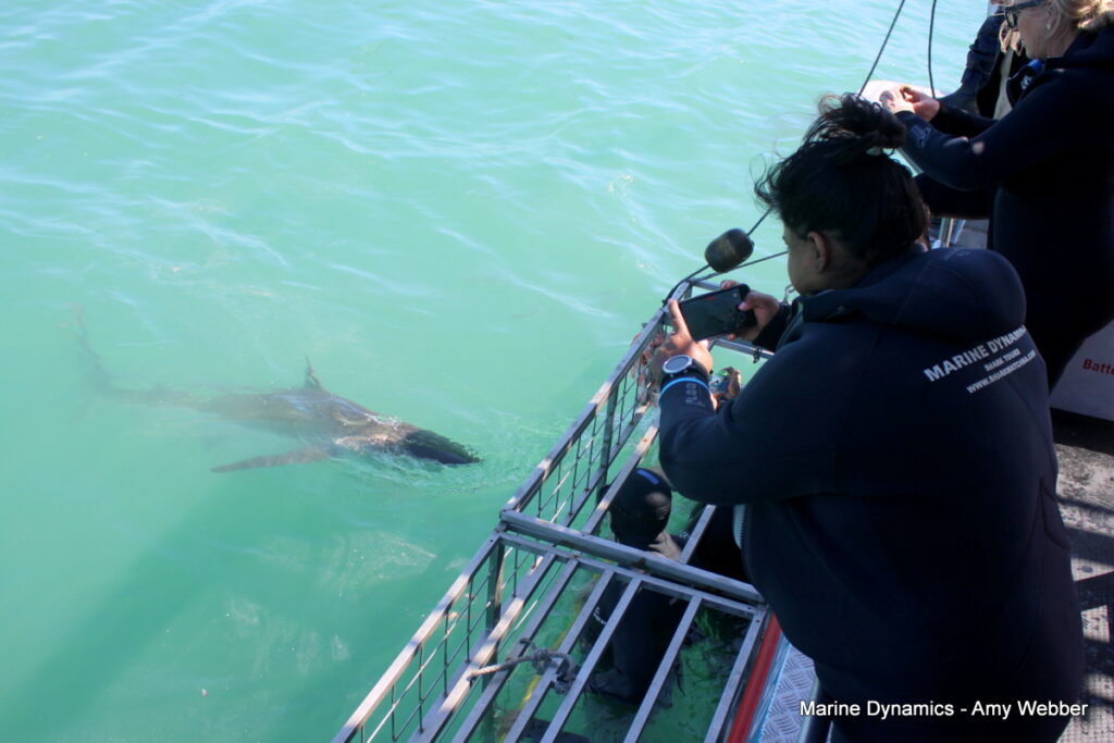 Shark cage diving, Gansbaai, South Africa