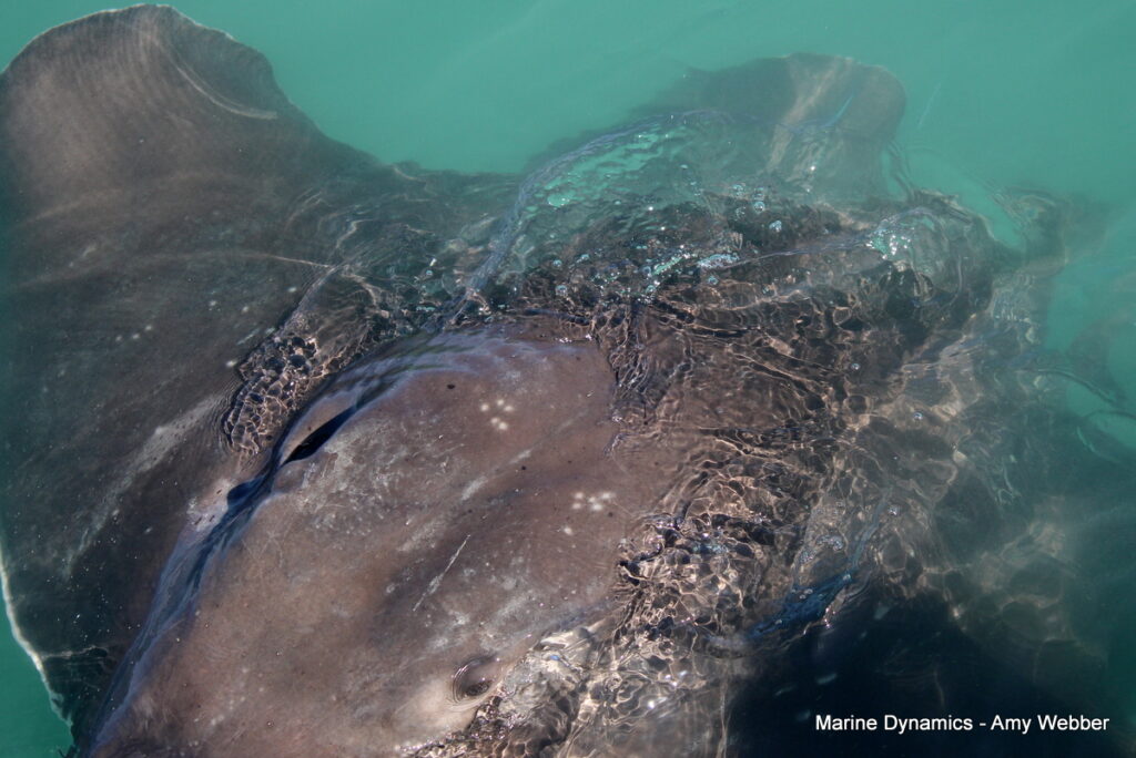 Shark cage diving, Gansbaai, South Africa