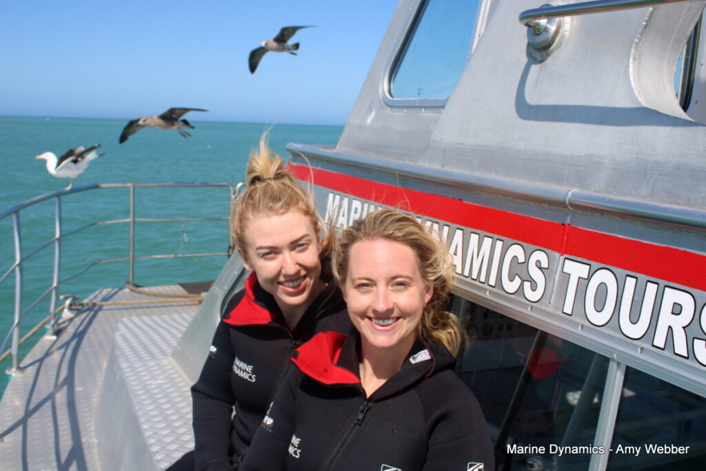 Shark cage diving, Gansbaai, South Africa