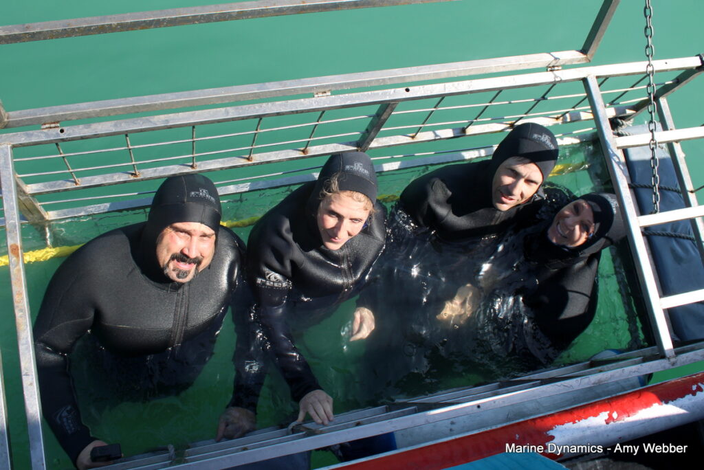 Shark cage diving, Gansbaai, South Africa