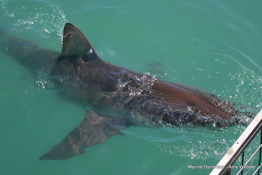 Shark cage diving, Gansbaai, South Africa