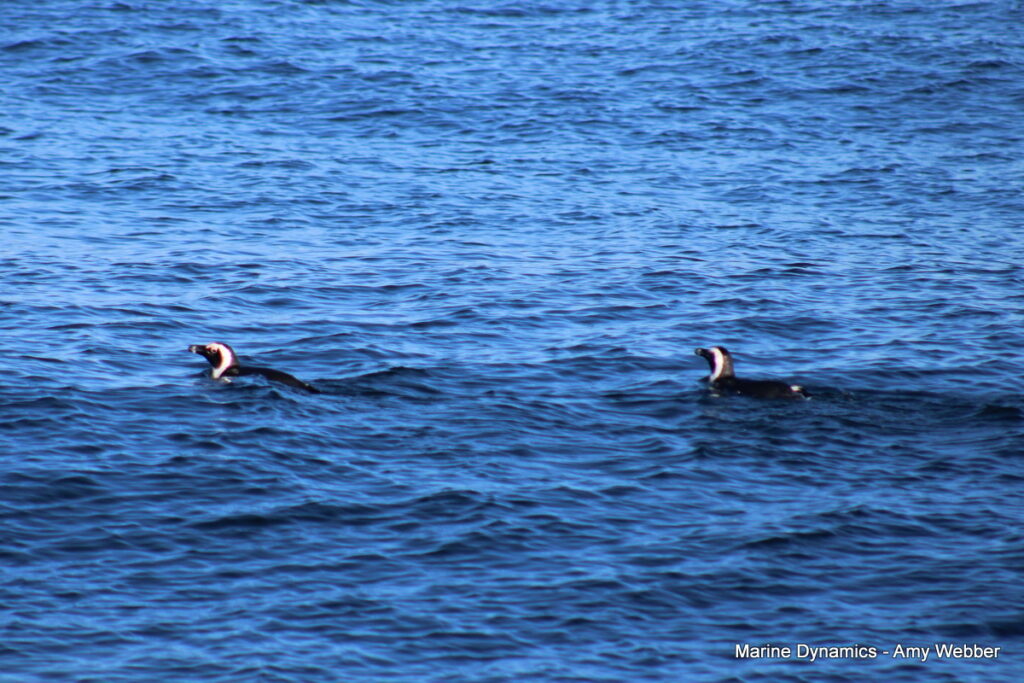Shark cage diving, gansbaai, South Africa