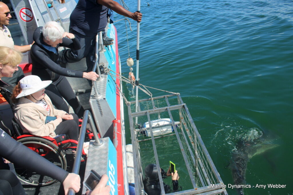 Shark cage diving, gansbaai, South Africa