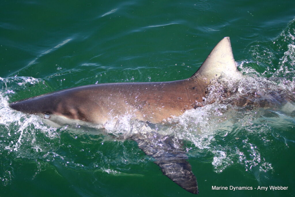 Shark cage diving, gansbaai, South Africa
