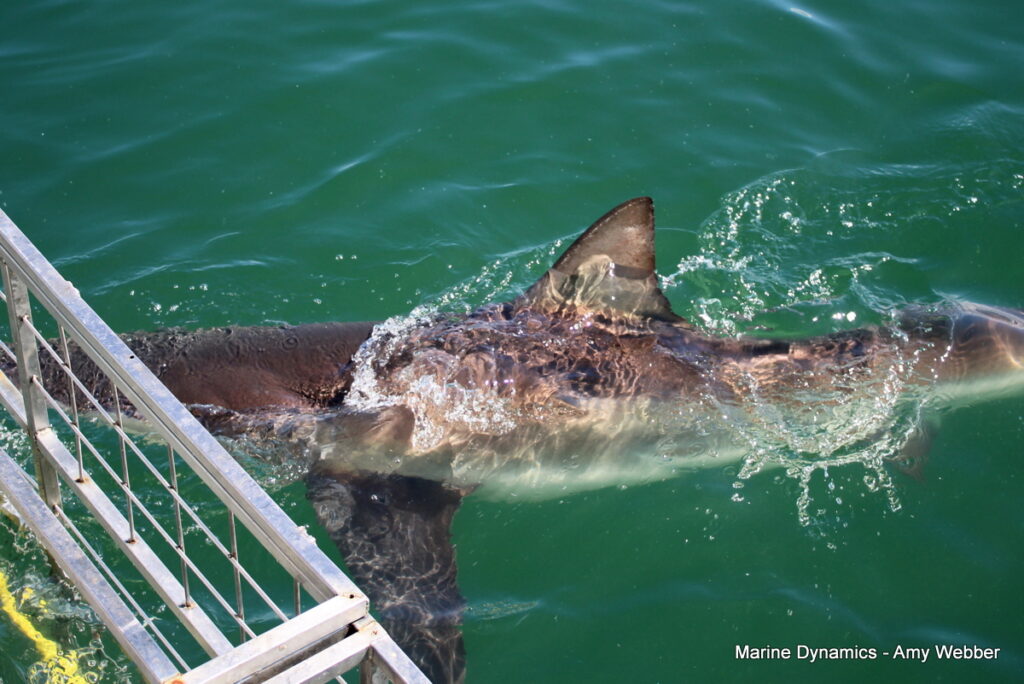 Shark cage diving, gansbaai, South Africa