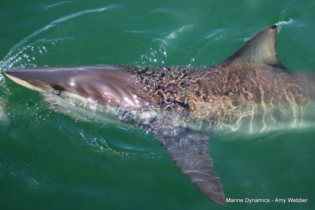 Shark cage diving, gansbaai, South Africa