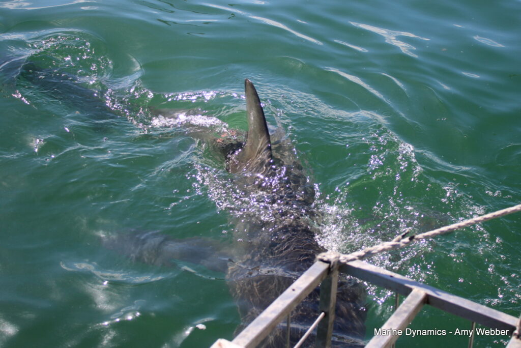 Shark cage diving, gansbaai, South Africa
