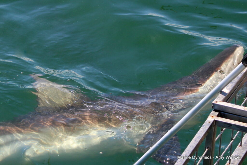 Shark cage diving, gansbaai, South Africa