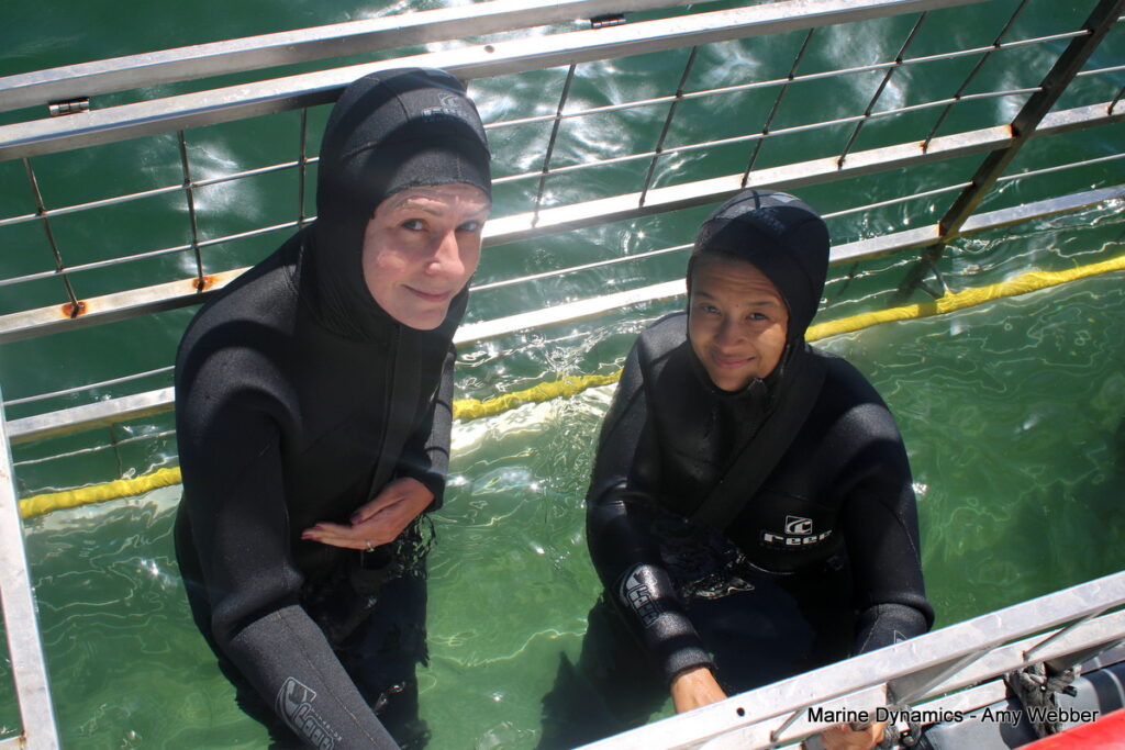 Shark cage diving, gansbaai, South Africa