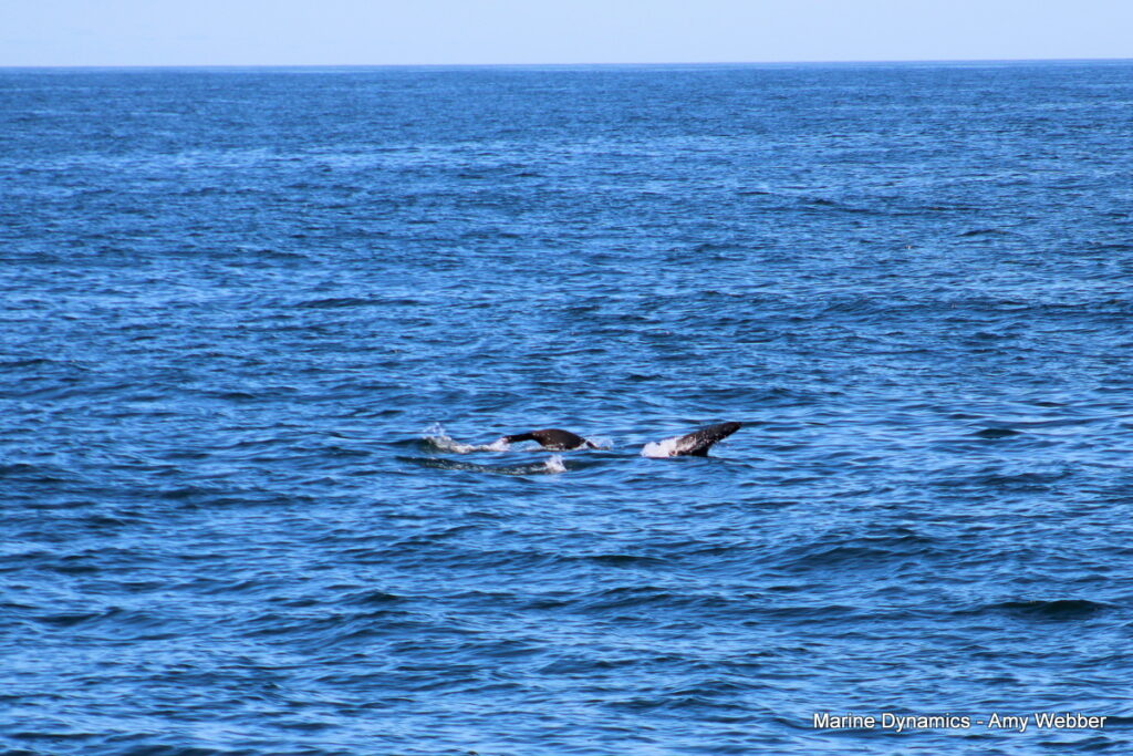Shark cage diving, gansbaai, South Africa