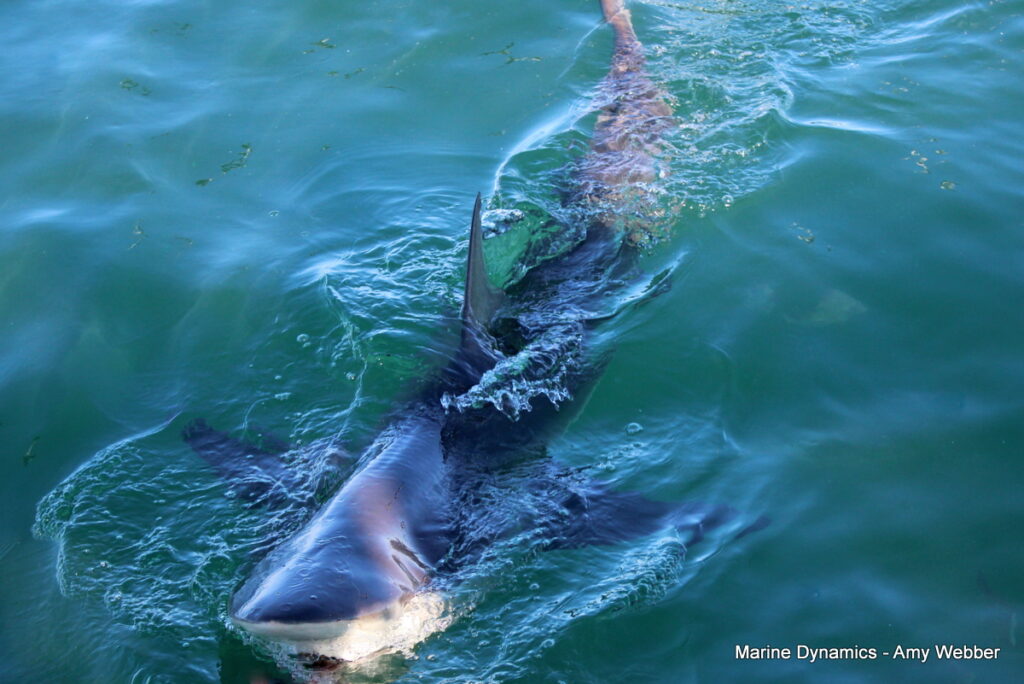 Shark cage diving, Gansbaai, South Africa